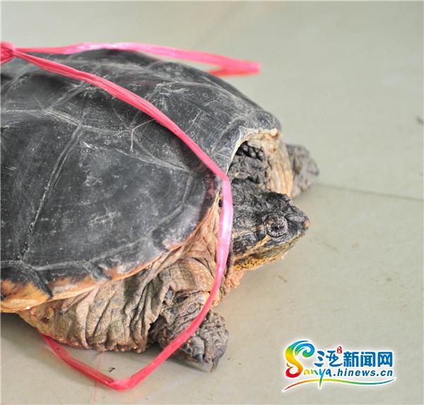 三亚一市民捡到"怪龟" 部门鉴定为鹗龟勿随意放生