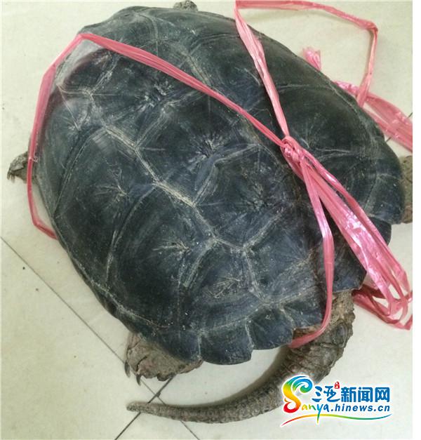 原标题:三亚一市民捡到"怪龟" 部门鉴定为鹗龟勿
