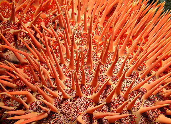 澳大利亚为挽救大堡礁杀死25万只长棘海星图