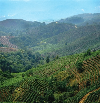 西双版纳,普洱茶的圣地_手机凤凰网