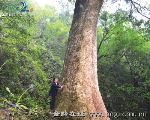 “楠木王” 2600岁|楠木|樟科_凤凰资讯