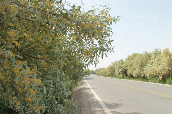 西域迷魂香—沙枣花