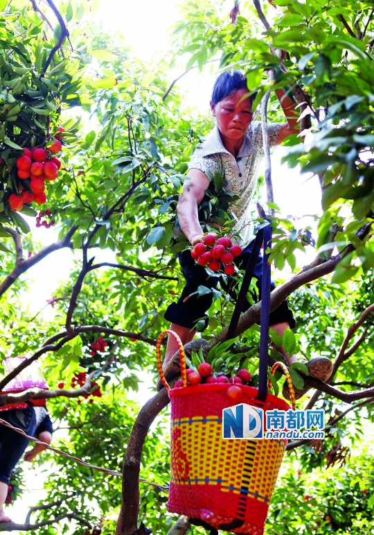 塘厦一家果园采用轮休生产模式种荔枝.南都记者 刘媚 摄