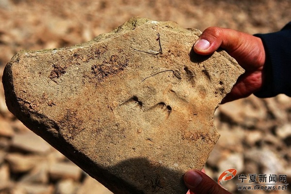 西夏时期印有羊蹄印的砖头.