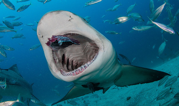 鲨鱼真人照片图片