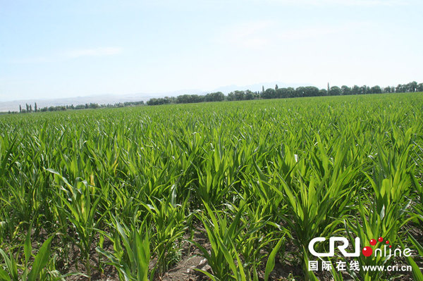 新疆兵团四师农科所出版全国首部玉米制种综合性专业书籍组图
