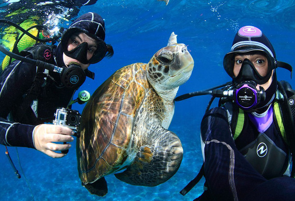 绿海龟碧海演绎深情相拥画面动人高清组图