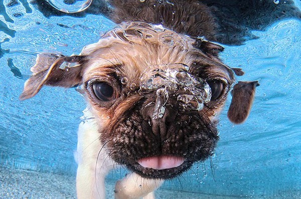 美国摄影师抓拍小狗首次潜水萌照(高清组图)|照片|摄影师_凤凰资讯