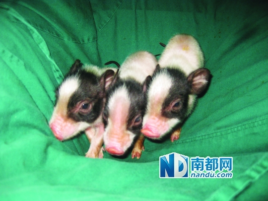 这只小“白”猪身价超30万_手机凤凰网