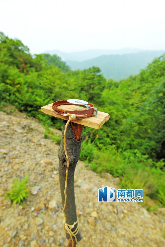 山中藏陷阱 大肆獵野物