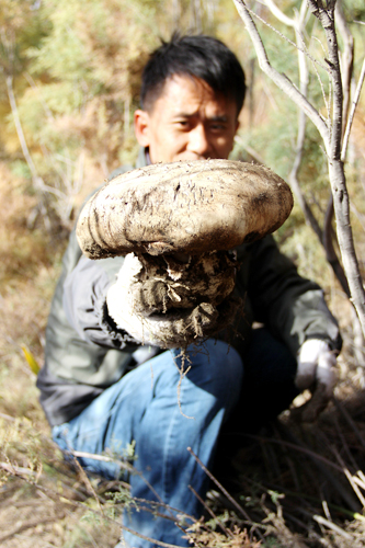 新疆博湖野生芦苇菇引来天山南北游客
