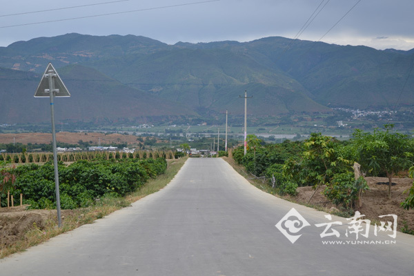 潞江镇邦陇村道路两侧种植了热带经济水果苗木作为行道树.罗浩摄