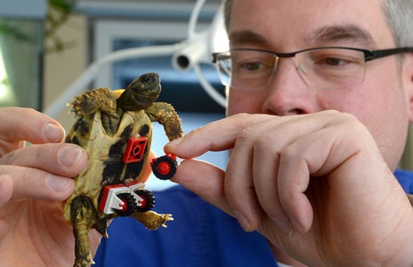 德国残疾小乌龟借助轮椅行走自如图