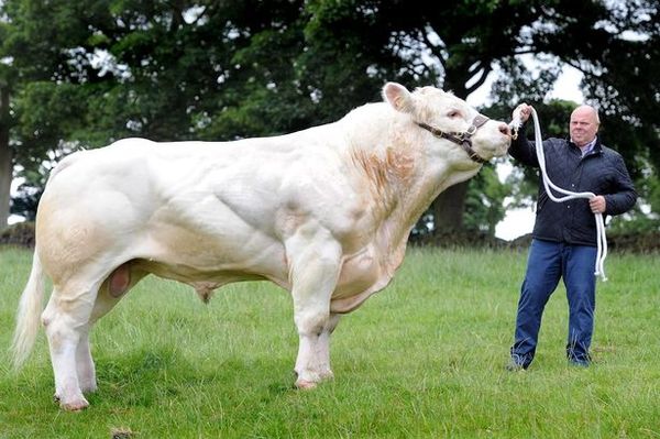 英国一公牛重达2吨打破纪录 可做45万个汉堡