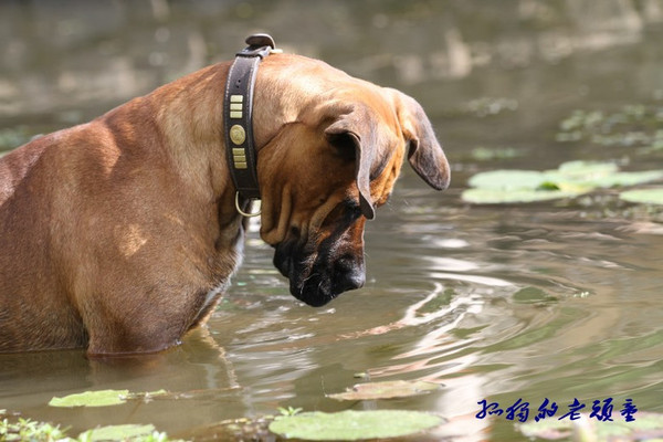 会抓鱼的南非獒