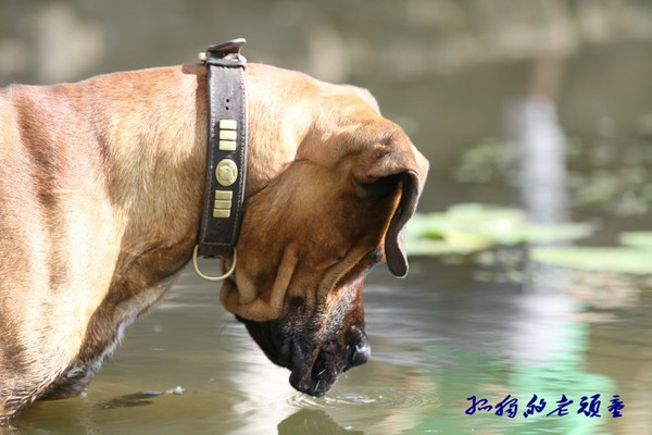 会抓鱼的南非獒