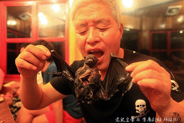 毛茸茸的蝙蝠是帕劳人的美食帕劳连载五