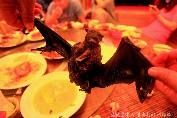 毛茸茸的蝙蝠是帕劳人的美食帕劳连载五