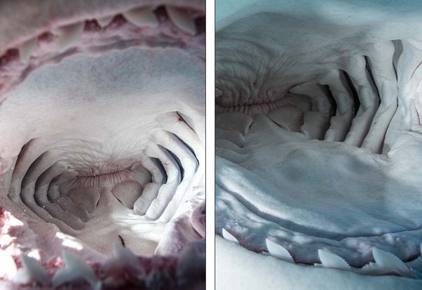 英摄影师冒险抓拍鲨鱼张大嘴情景成排利齿清晰可见高清组图