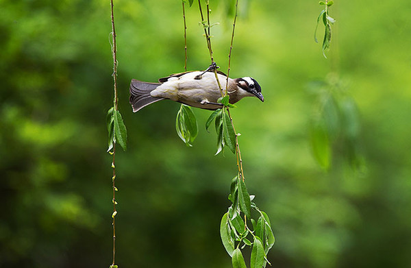 跟着小鸟找春天