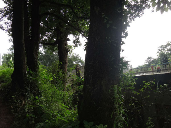 此古樹群落分佈21株楠木古樹,區域遍及整座山坡,品種可能為香楠,最大