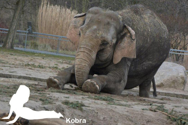 德國動物園42歲