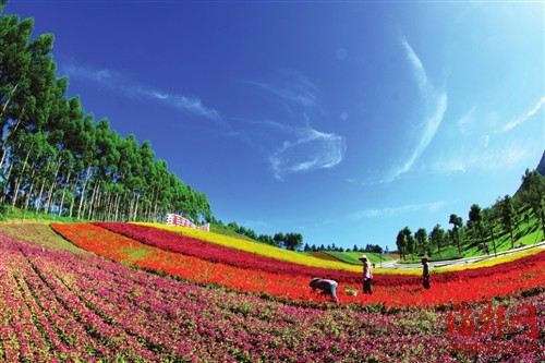 厦门十里蓝山玛琪雅朵花海