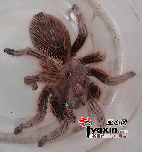 新疆大型蜘蛛图片