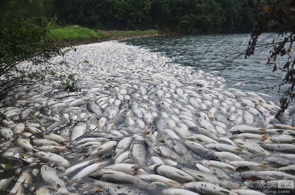 江西一水库死鱼17万斤