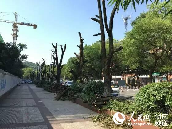 长沙麓山路192棵樟树得救：政府优化拟移植方案(图)|树木|移植_凤凰资讯