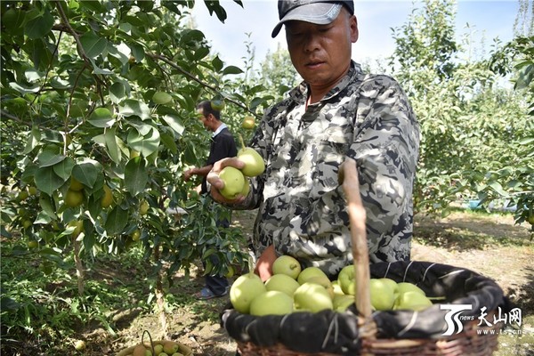 阿瓦提农场图片