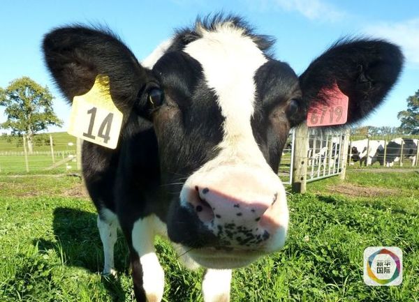 新西兰奶牛(图片来源:新华社)