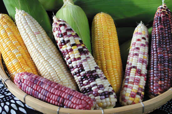 "生吃玉米"沙龙,你来吗?