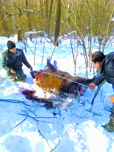 被咬死的野猪