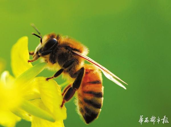 舌尖上的甜蜜 发现神奇的蜜蜂世界