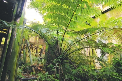 图片新闻|瀑布|桫椤_凤凰资讯