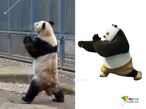 财经滚动新闻 > 正文  日本东京上野动物园,一头大熊猫表演功夫绝技