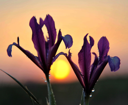 2016年中国·鄂托克前旗马兰花节5月7日开幕