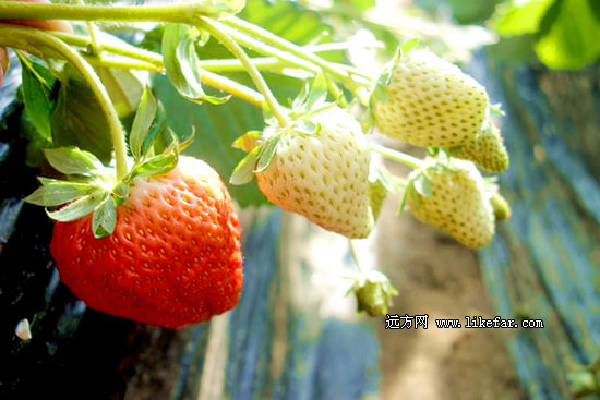 京郊草莓园汇总:去哪摘好吃便宜的草莓