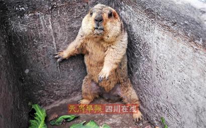 喜马拉雅土拨鼠逛四川 被人错当黄鼠狼(图)