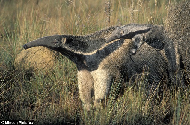 美国食蚁兽处女生殖 疑是胚胎滞育(图)