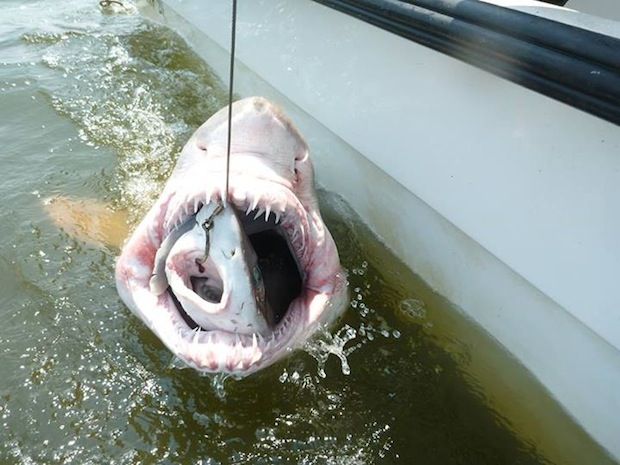 科学家拍摄沙虎鲨生吞鲨鱼图片(图)