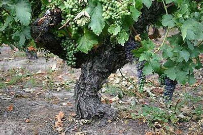 湖南发现百年刺葡萄老藤年产量达3000公斤