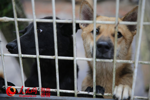 收容基地的流浪狗