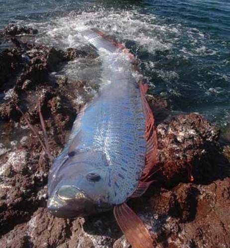 揭秘极其罕见的神秘水下"怪兽"皇带鱼