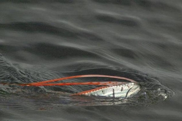深海皇带鱼浮出水面图片