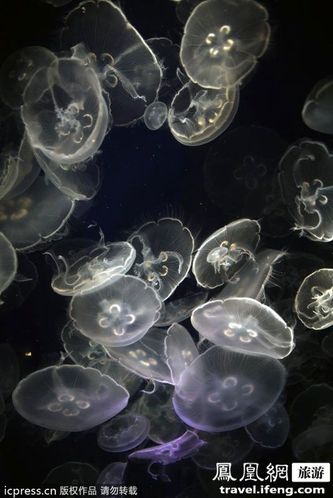 尼加拉瓜海滩遭水母入侵至少855名游客被蛰