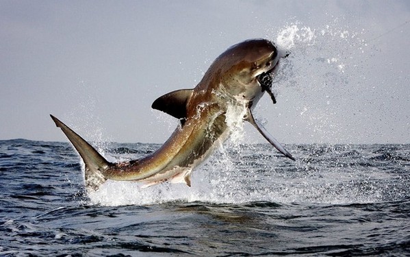 大白鲨跃出海面捕食海豹精彩瞬间组图