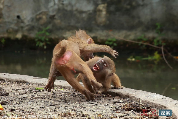美食诱惑难挡 两只狒狒为争夺水果搏命打架