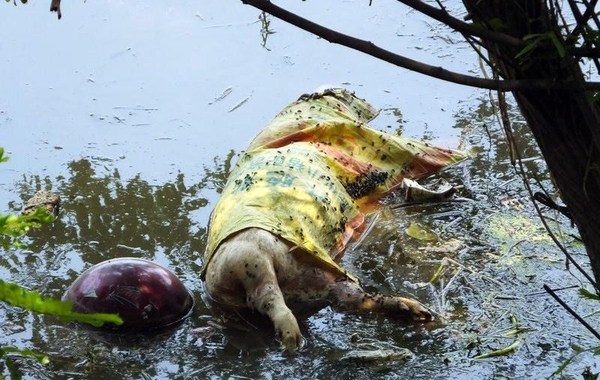 长江湖北宜昌段现数十头腐烂死猪散发恶臭图